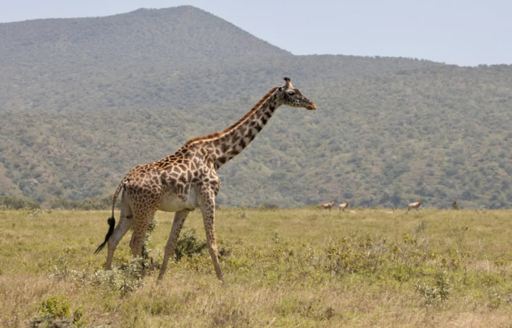 1 Day Hell’s Gate National Park Safari