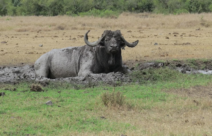 1 Day Ol Pejeta Excursion from Nairobi