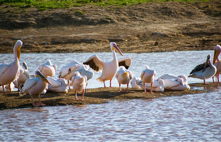 1 day lake nakuru national park