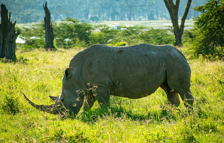 Read more about the article 4 Days Nairobi Mara Nakuru National Park