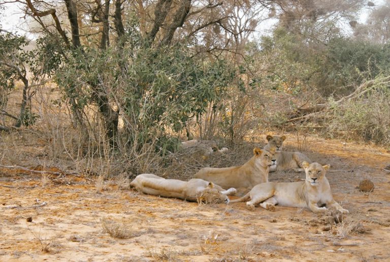 2 Days Safari Tsavo East National Park