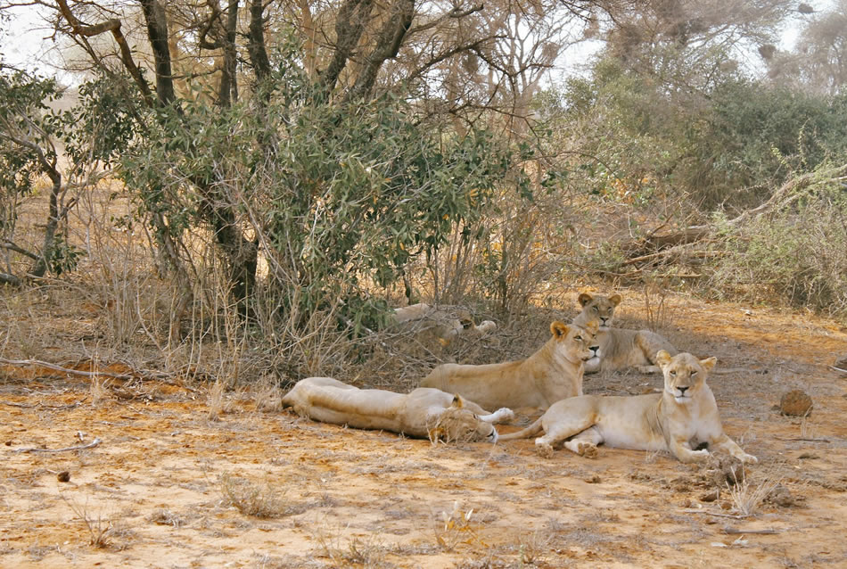 Read more about the article 4 Days Amboseli, Tsavo West and Tsavo East