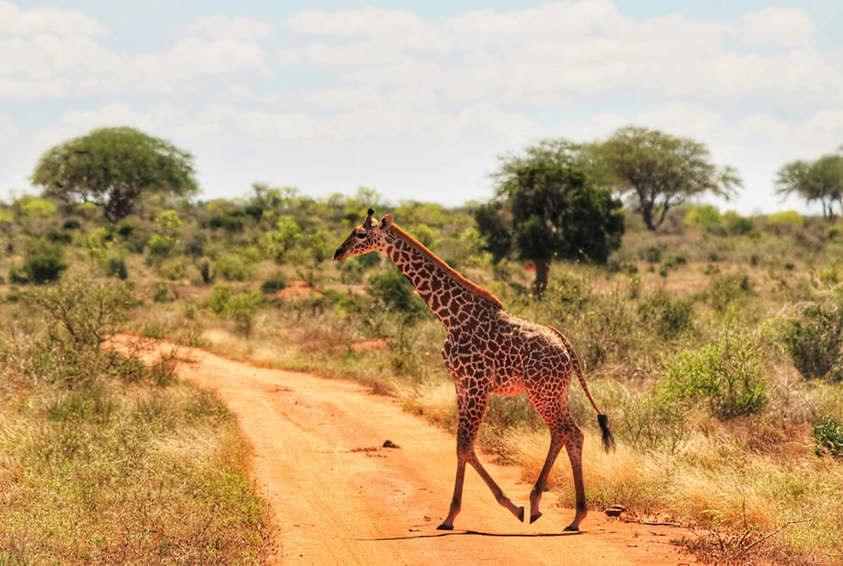 Read more about the article 2 Days Safari  Tsavo  East National Park