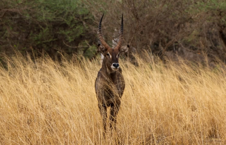 Read more about the article 3 Days Tsavo East And West  National Park