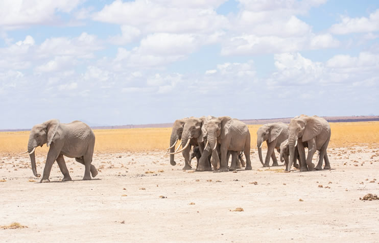 Read more about the article 3 Days Amboseli and Tsavo east