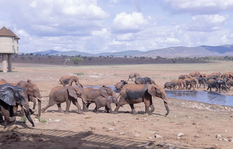 Read more about the article 5 Days Tsavo East, West, Amboseli & Saltlick