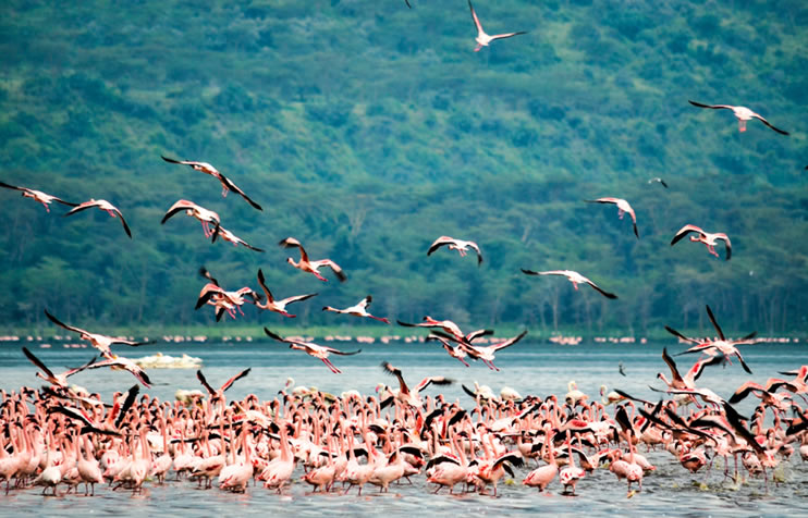 4-days-lake-nakuru