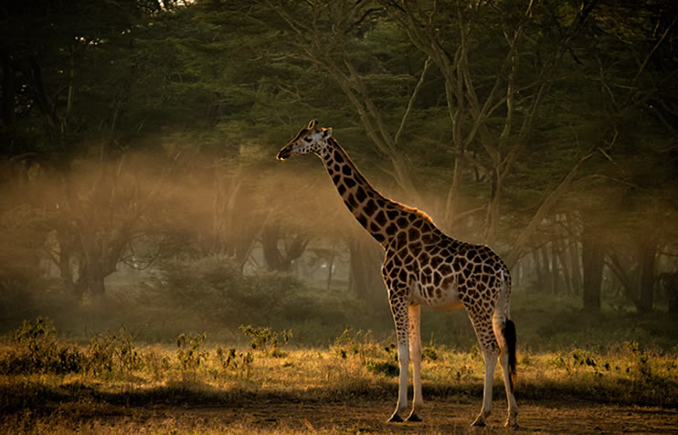 7 Days Kenya Camping Safari Tour