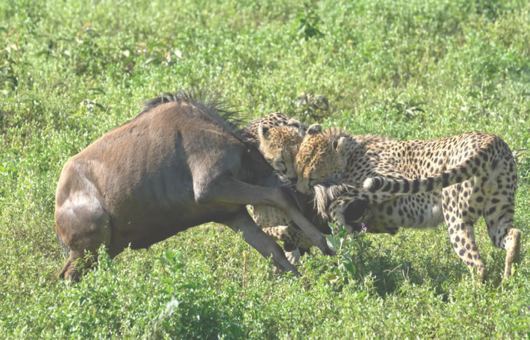 7 Days Safari Samburu, Aberdares, Lake Nakuru & Masai Mara