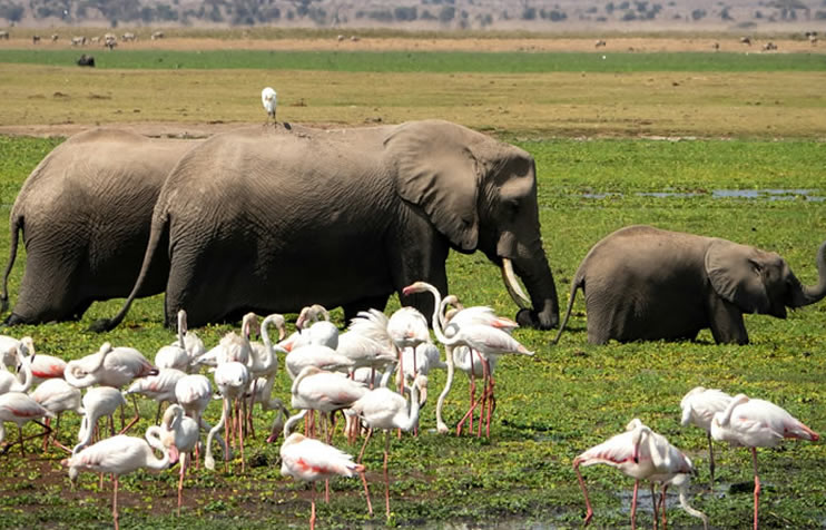 Read more about the article 3 Days Tsavo East And Amboseli National park