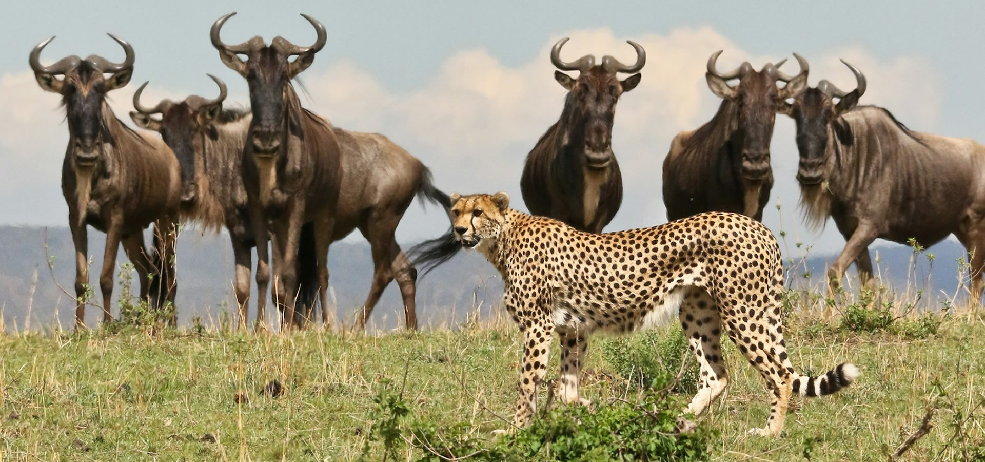 Read more about the article Maasai Mara National  Reserve