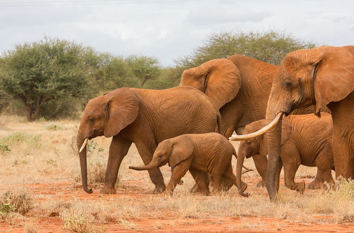 Read more about the article 2 Days Tsavo East & West National Park